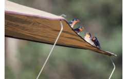 Gordigear Dachzelt Für 2 Personen Mit Staufläche 140 X 240 Cm Grün -Campingzelte Verkaufsgeschäft 737312 4968290